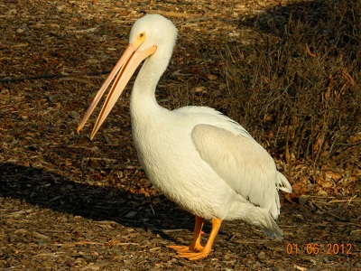 Pelican  -  American White Pelican